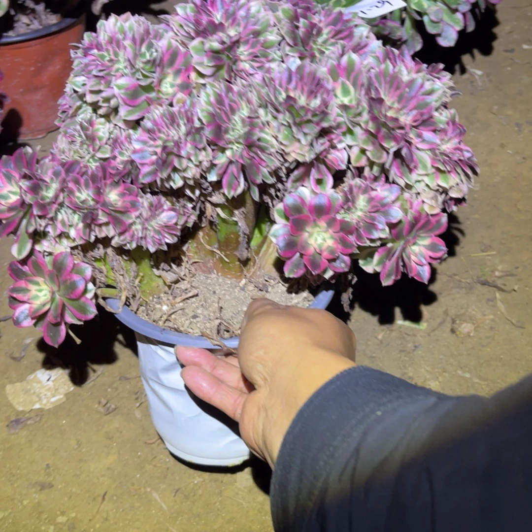 12-11-29女巫缀法师锦