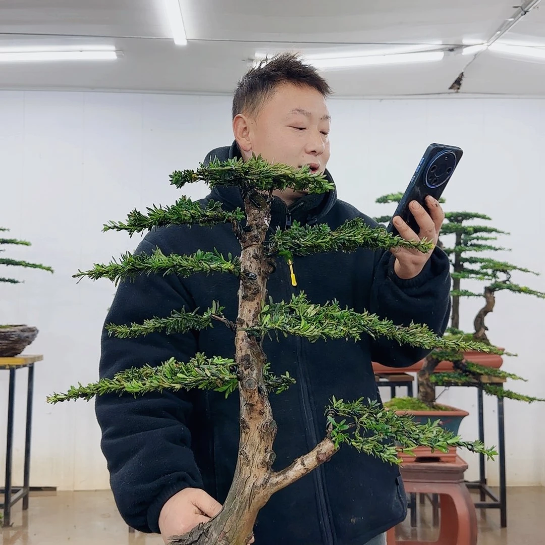 无****司盆景制作过程非常