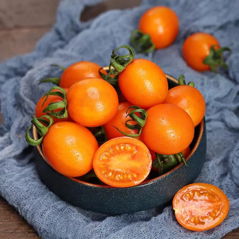 小番茄黄金蜜小番茄番茄黄金蜜山东省