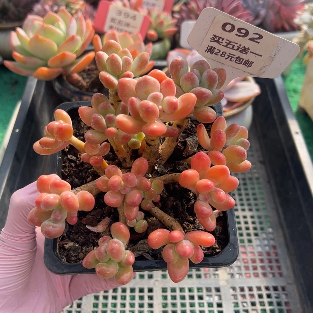 表妹精品多肉植物092.
