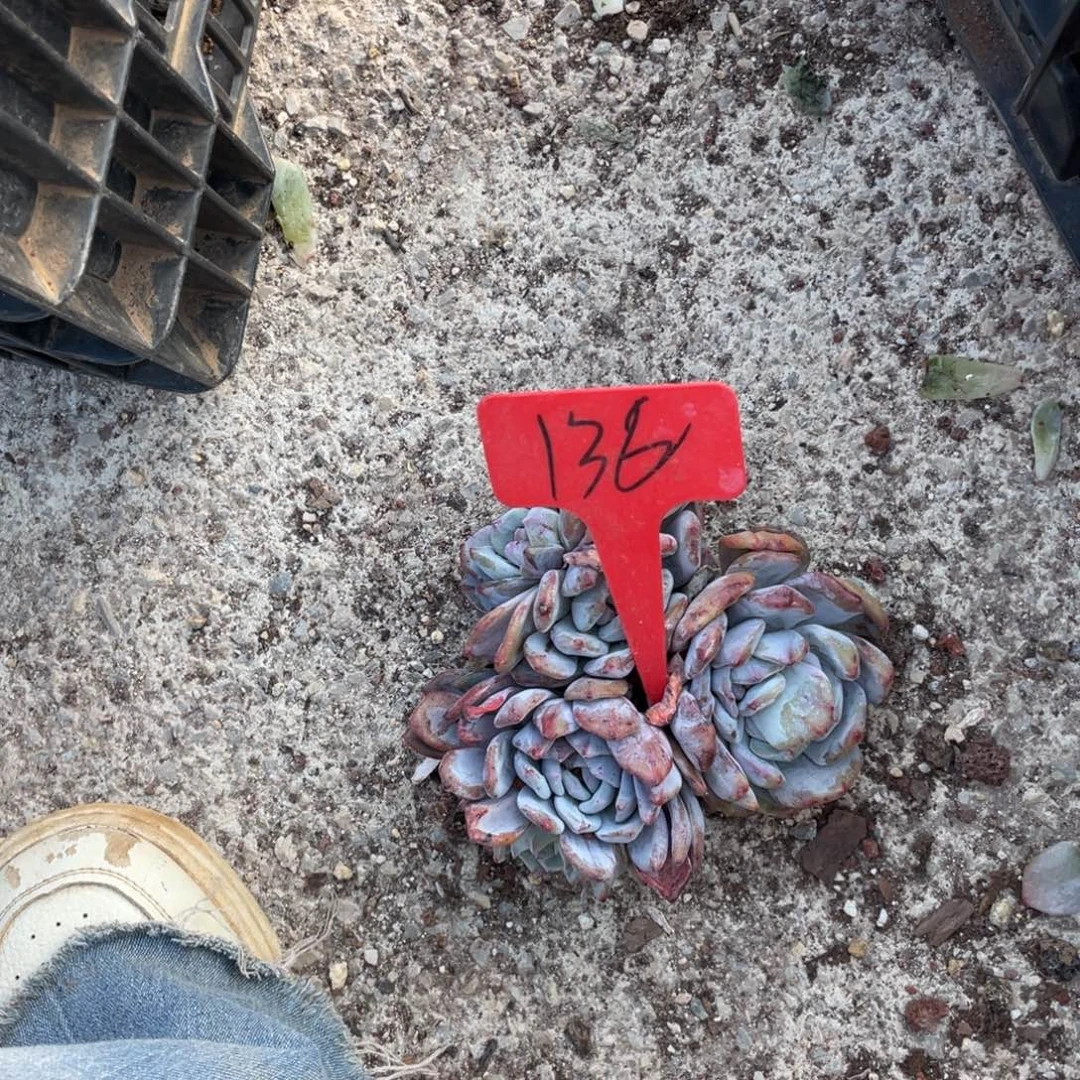 猪***婆星影群星影群群136号