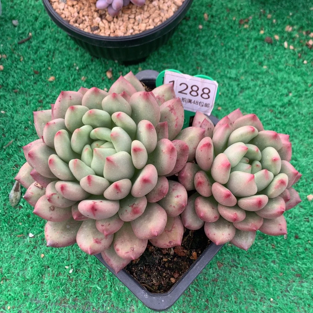 米其林无砍双头1288