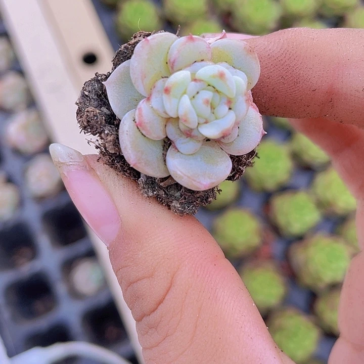 89精品天鹅绒2颗一组