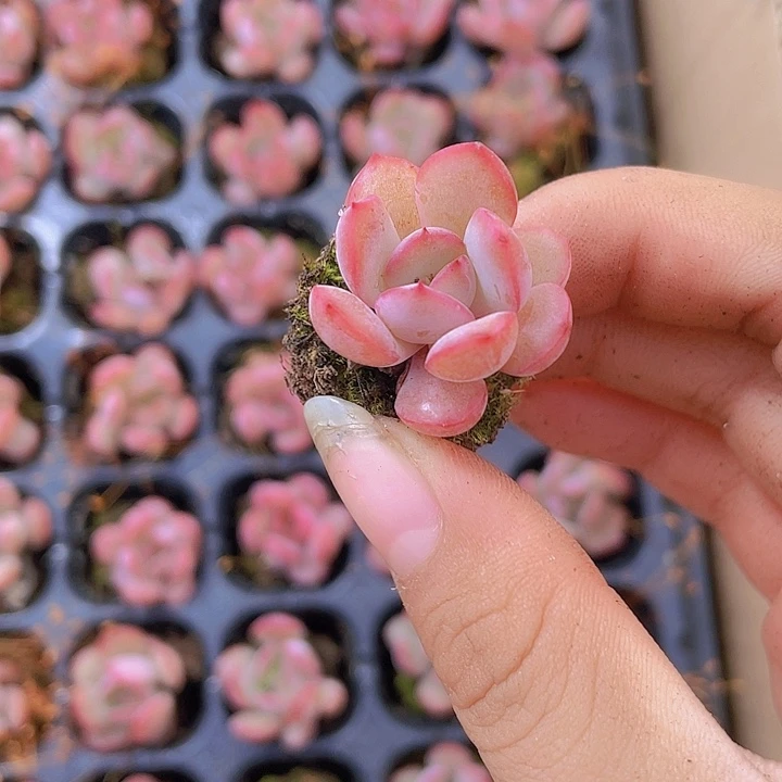 54精品格林粉2颗一组