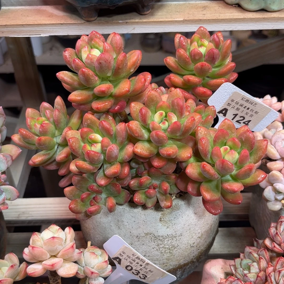 小叮当多肉植物duijinn