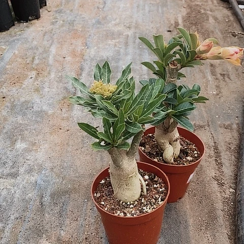 【闪购商品】物****2绿植