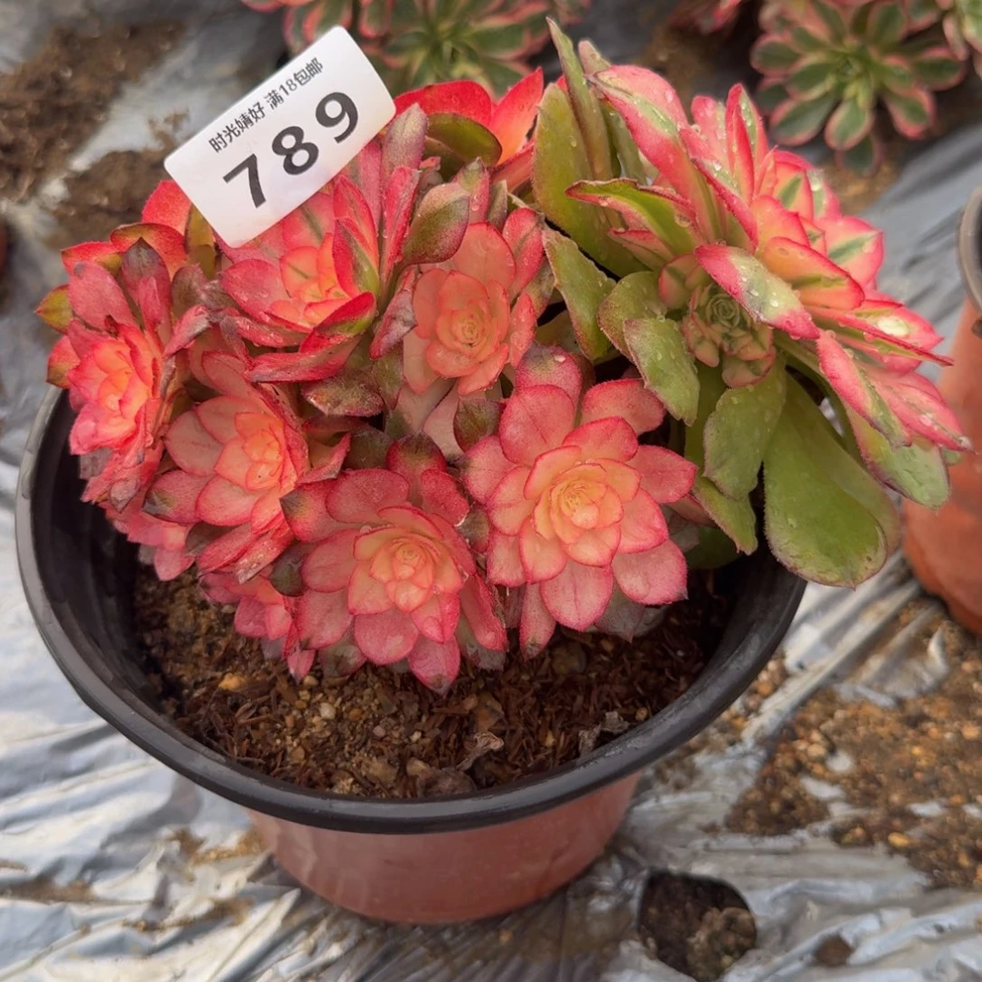 红***莲789荔枝 多肉植物