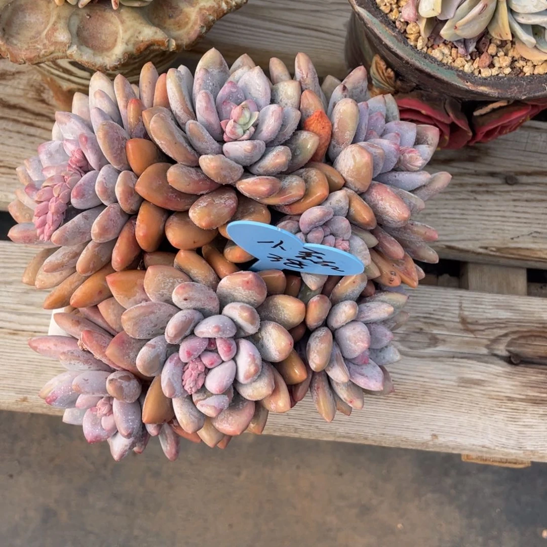 G****磊奶酪体香水群生一个38