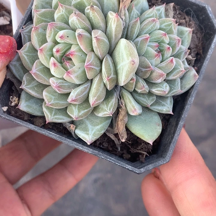 雪花双  一物一拍  包邮