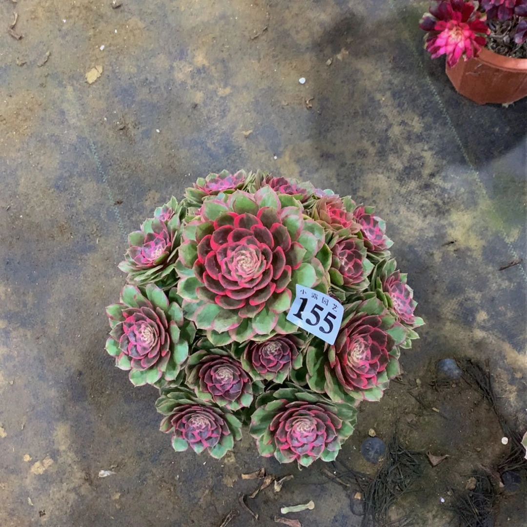 ?***а多肉植物155粉花妖88888