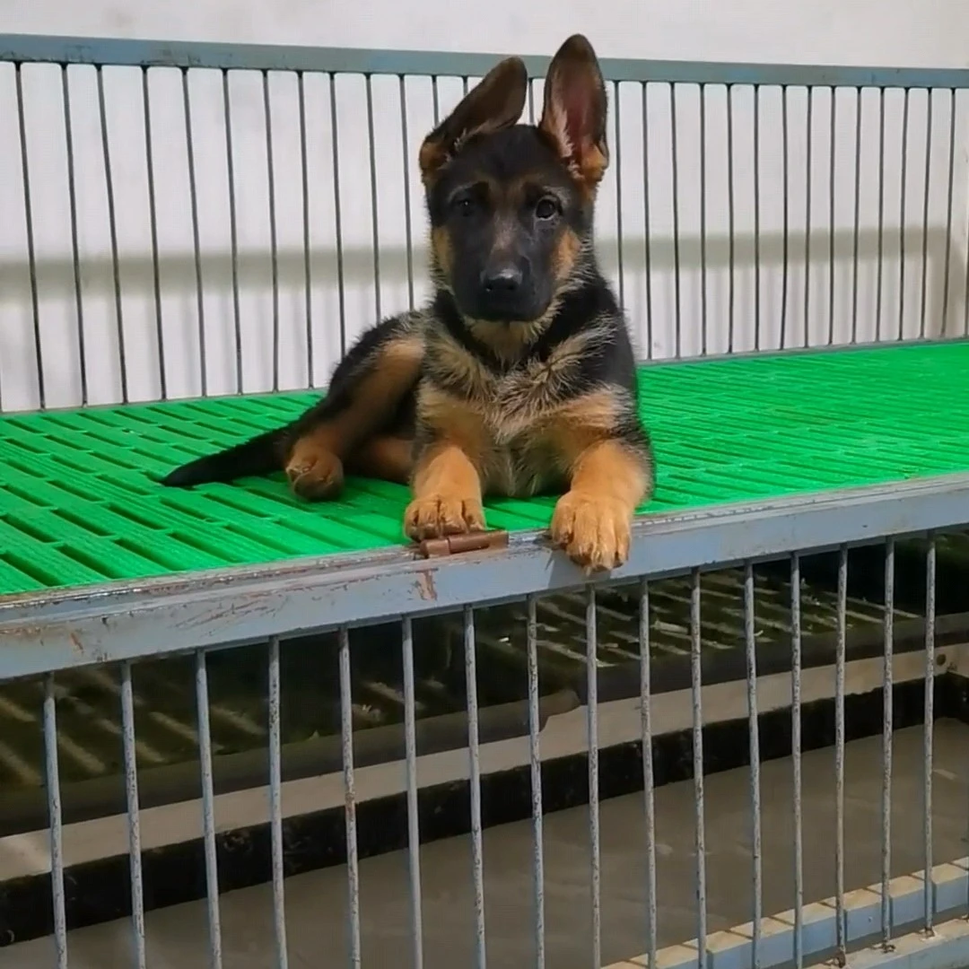 狼王保罗血系3个月小母。