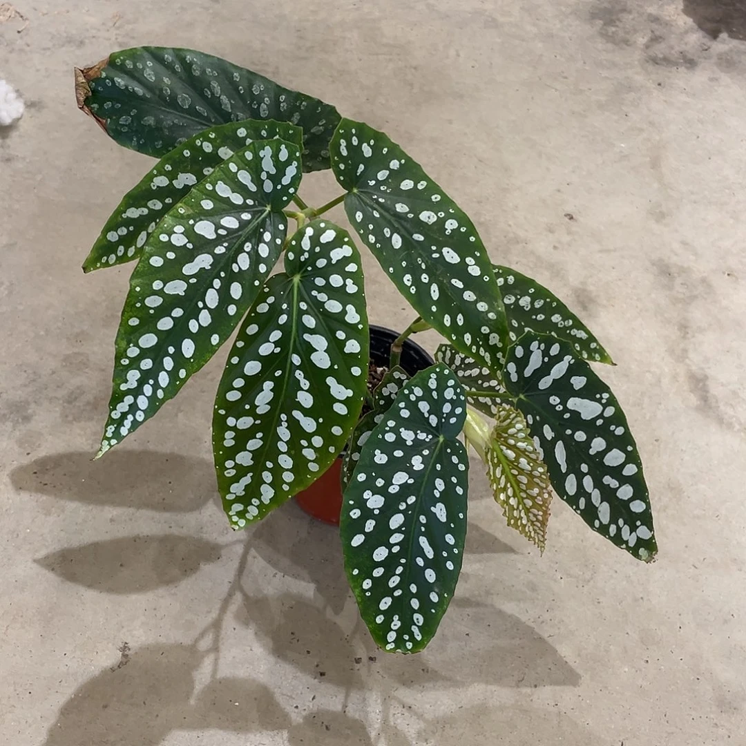无花朵钻石小姐秋海棠