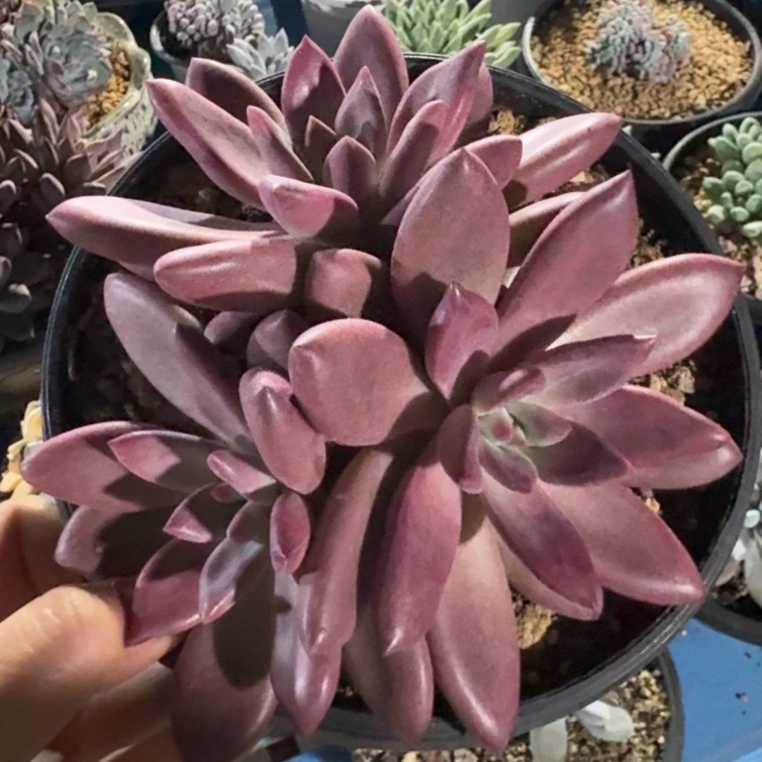 赫菲虞3头包正版啊