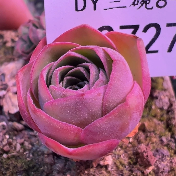 三碗727 绝色x紫莜x潘x各种