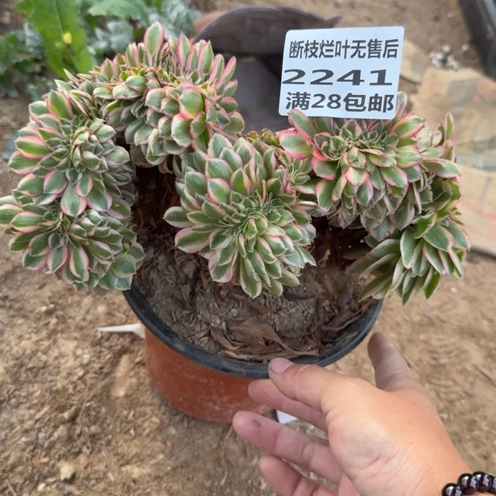 2241三号棚倾城缀