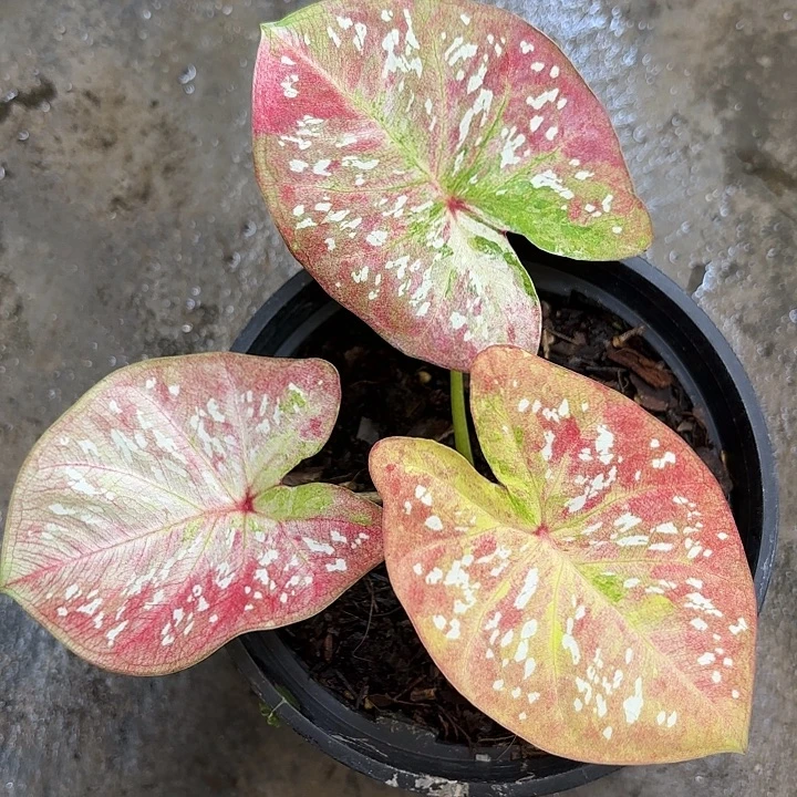 80-1211Super star广东现货