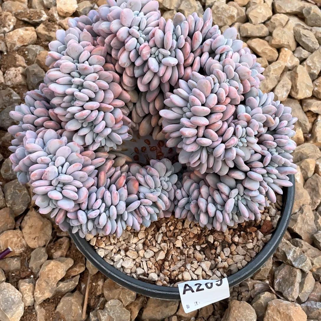 爱***肉209多肉植物多肉植物