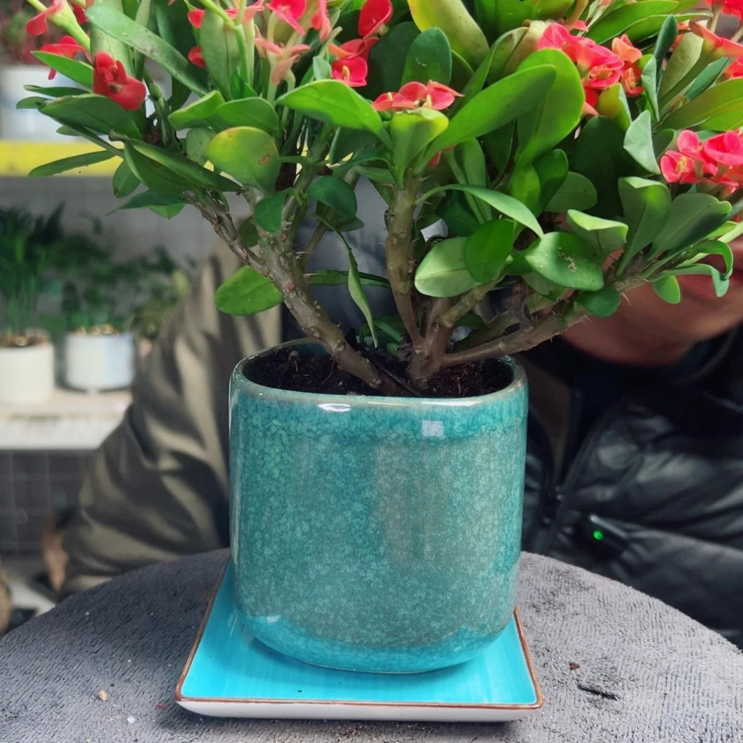 猜***心无花朵59