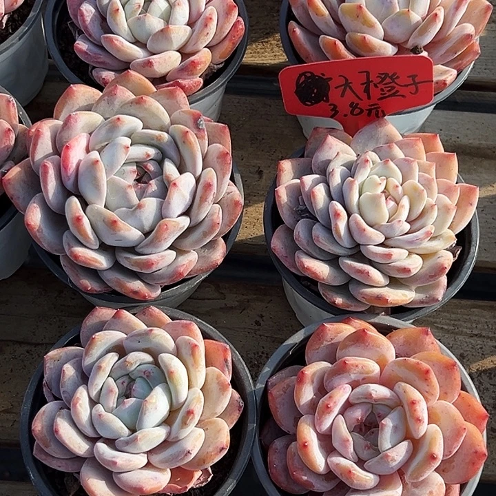 团  012   大单头    橙梦露