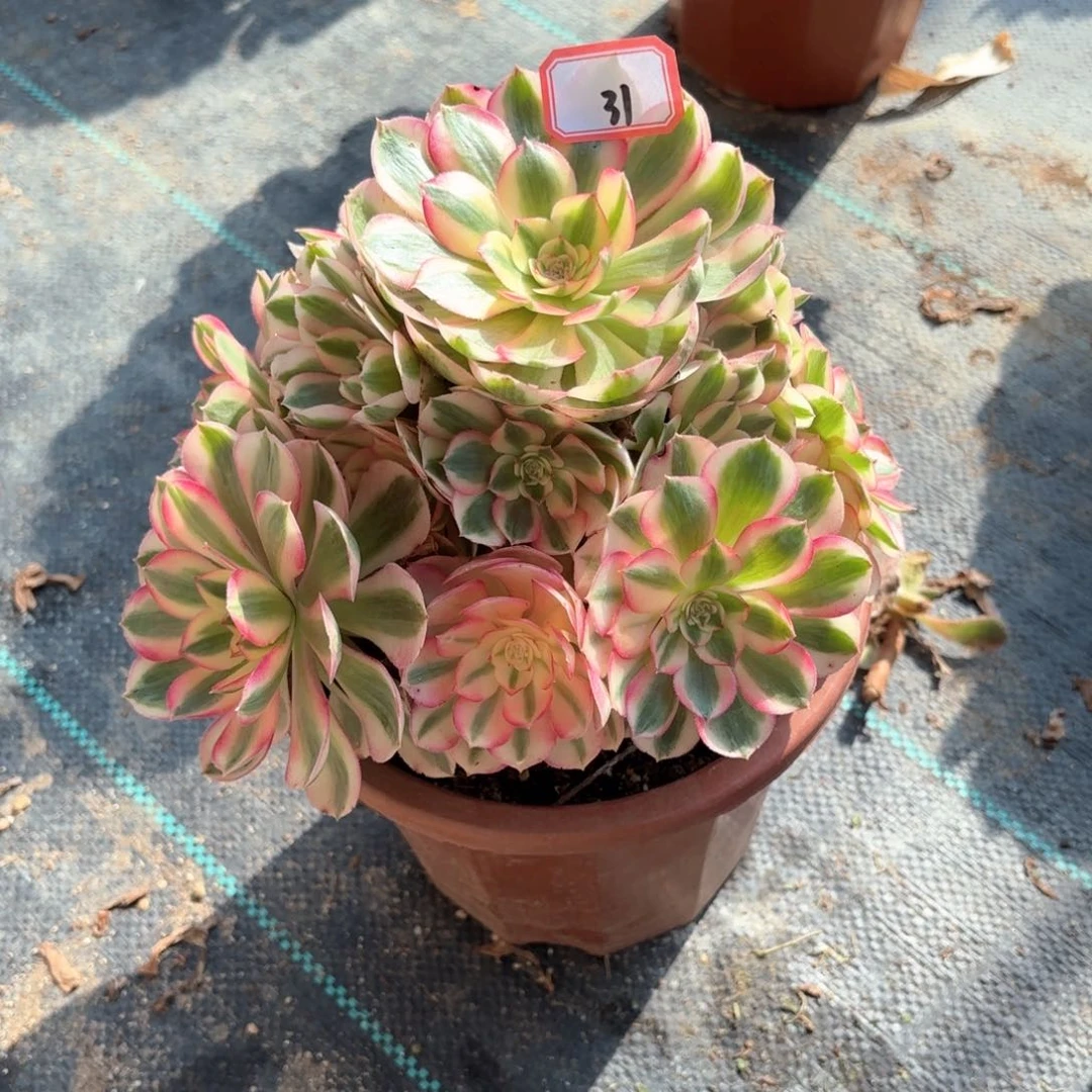 全部花朵诚*31倾城多肉植物