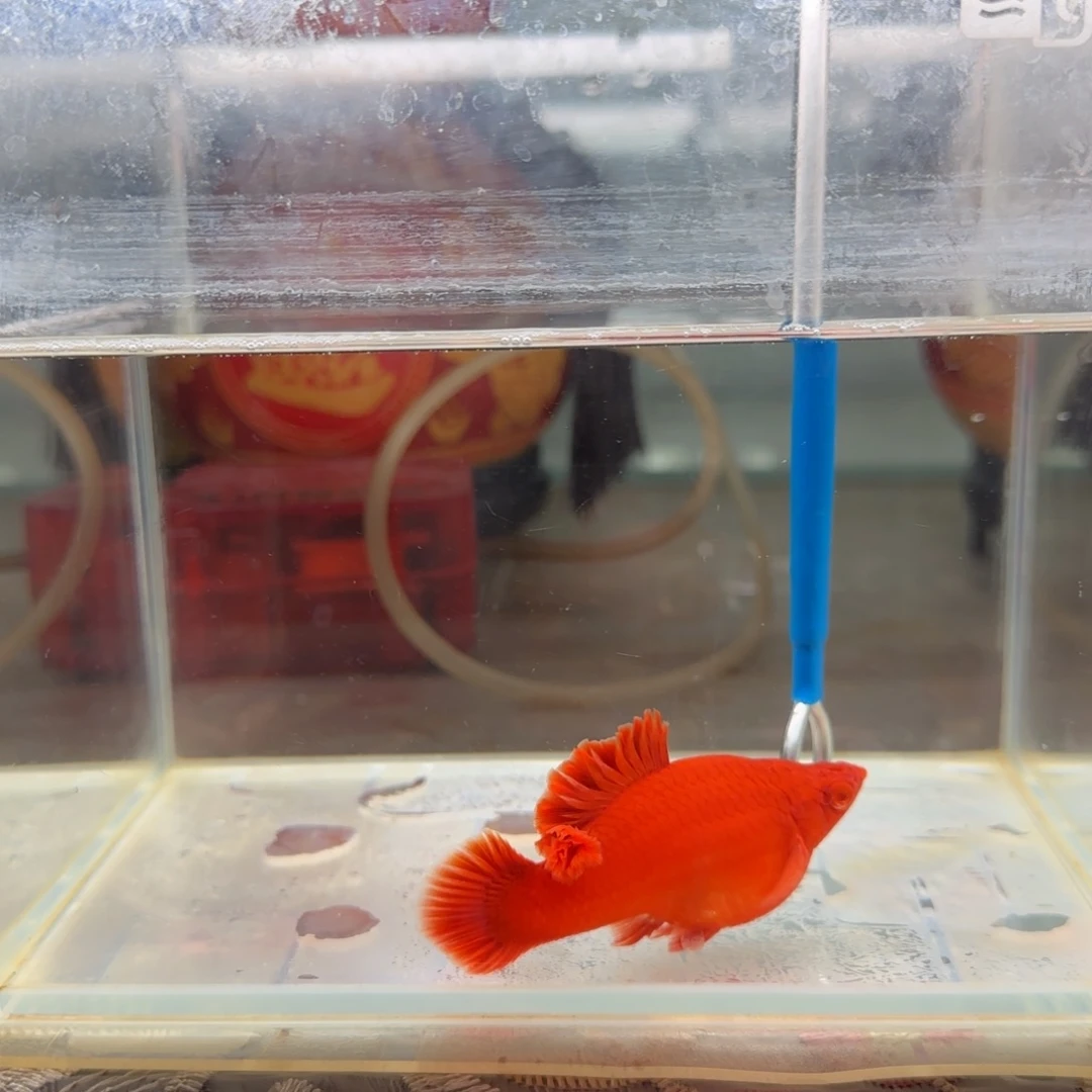 红剑鱼四个月超短板硬骨爆绒潜力股