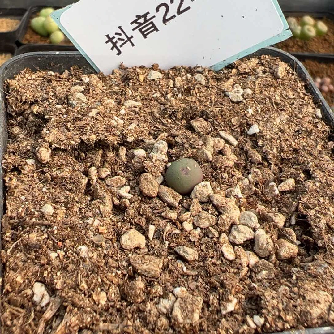 ᵂ22-65v嘴多肉植物