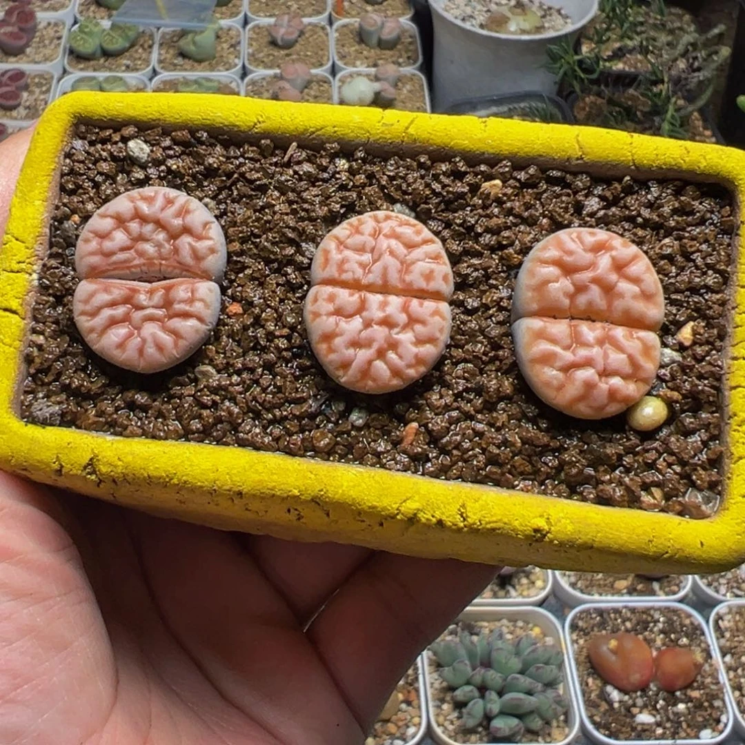 粉红豹3棵多肉植物
