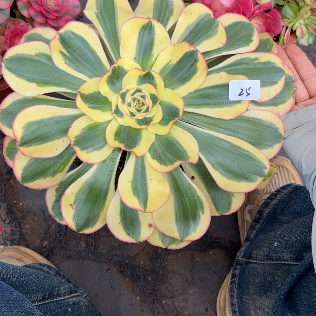 略****略25王妃多肉植物系