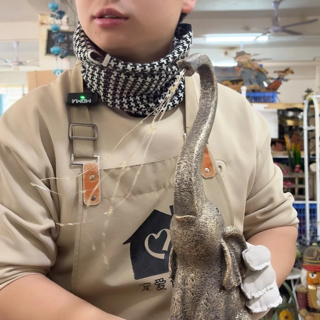 核桃木/黑胡桃（胡桃木）