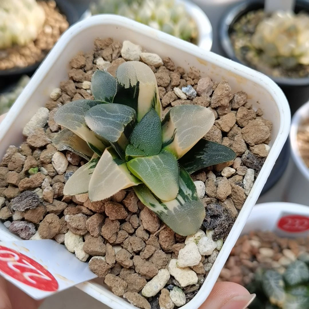 220号大久保克锦一物一拍带盆土发货