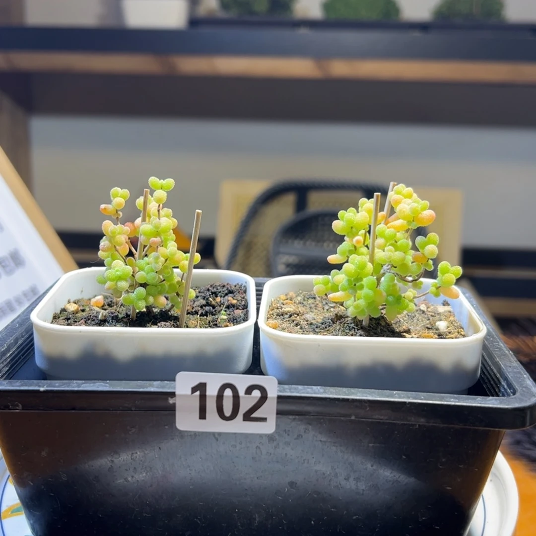 枝干番杏多肉植物102