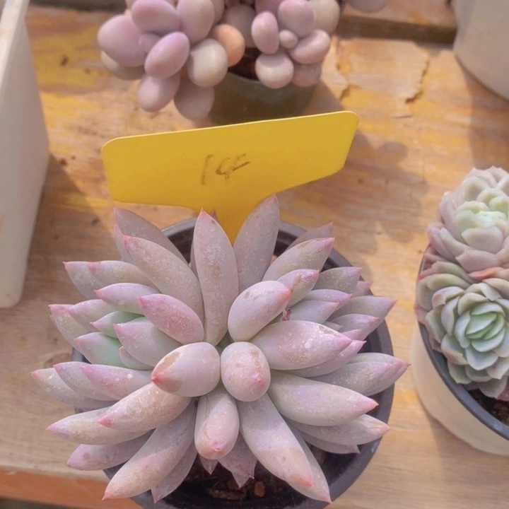 多肉植物，开心多肉