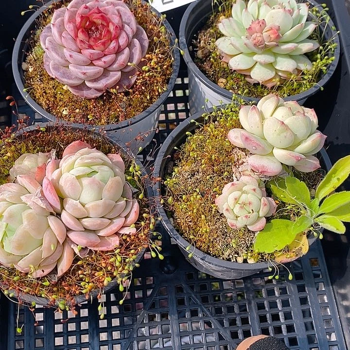 209 多肉植物盆栽花卉盆栽