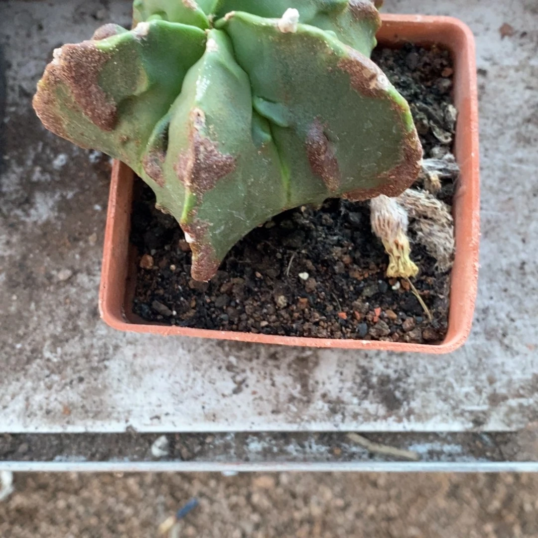 189号铁锈核桃仙人球