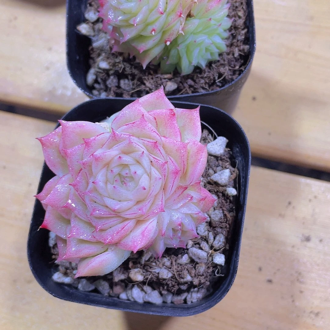 1395号 睫毛玫瑰花精品麦秆一颗