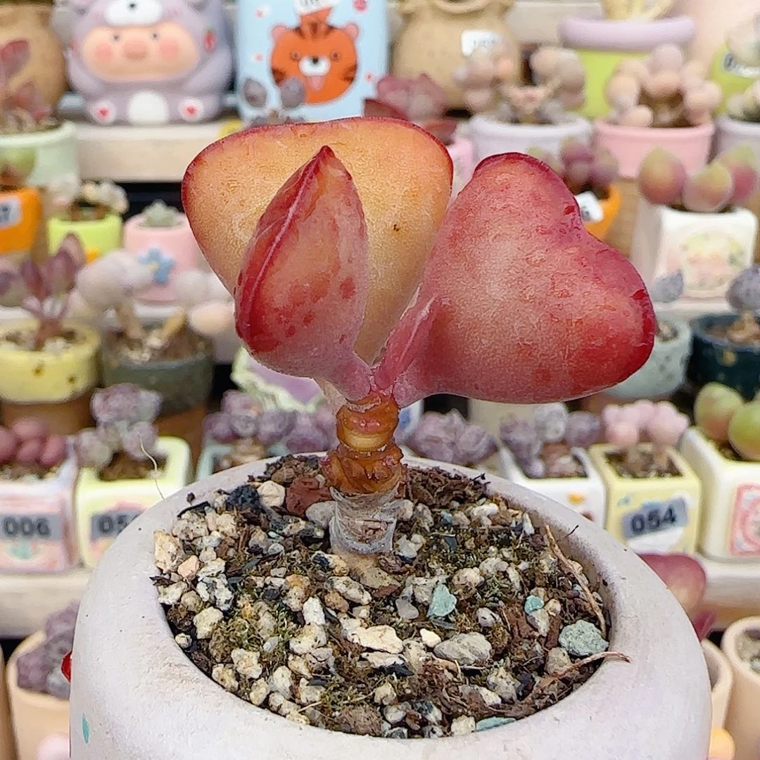 爱心水泡 盆口3.5cm