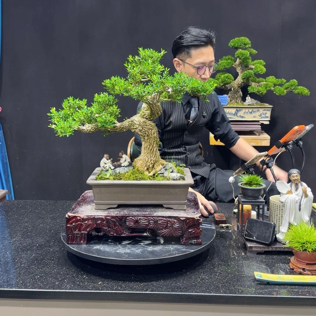 陈***平无花朵黄杨室内室外盆景艺术