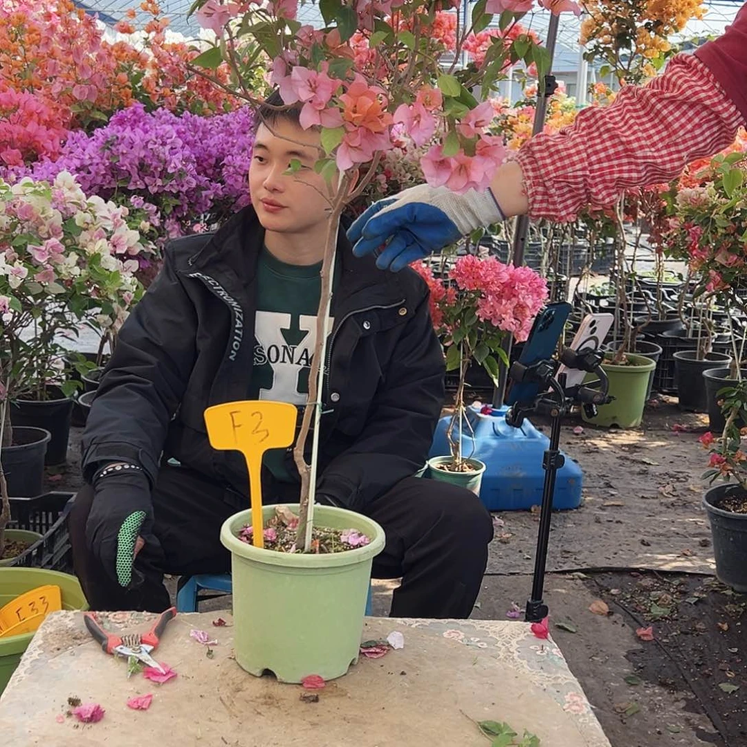维***宝大部分花苞少量开放F3金发女郎