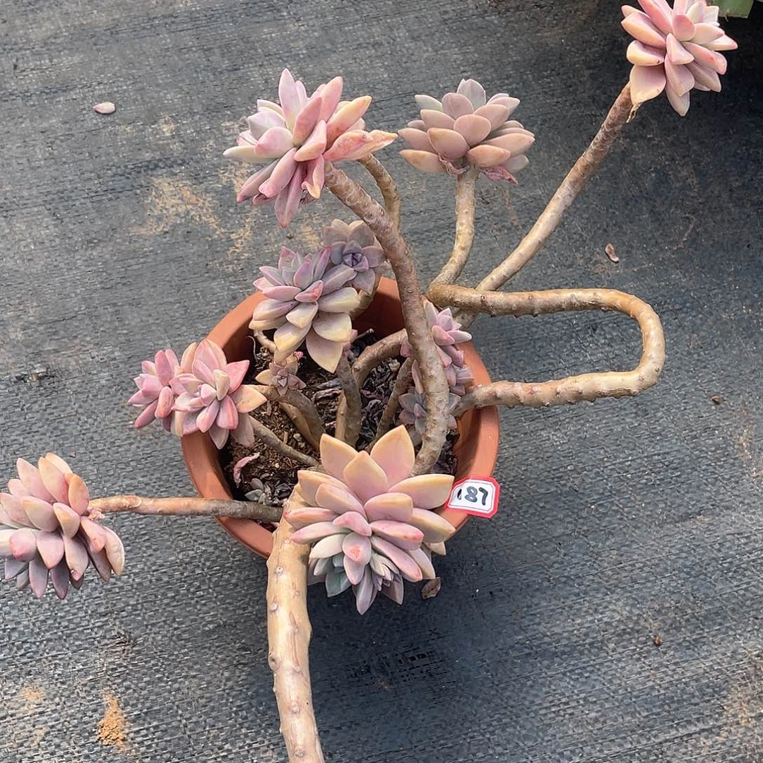 187淡雪 一物一拍多肉