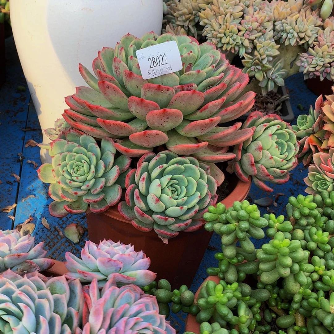 清***巷十里桃花28022吨肉多肉