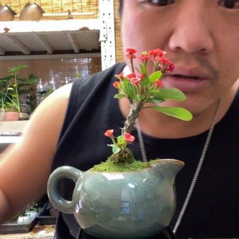 红陶一物一拍所见即所得22