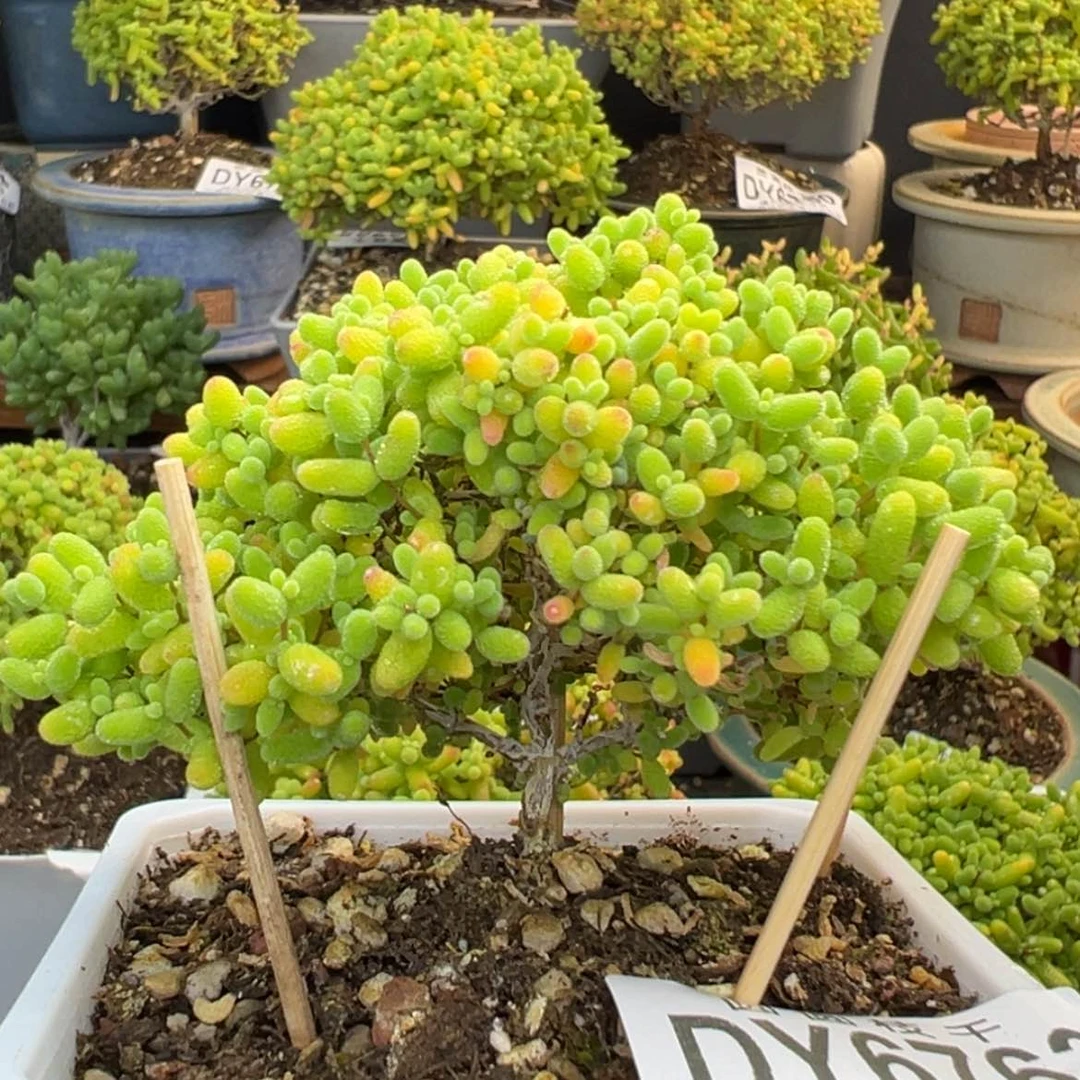 【闪购商品】dy6763精控蜜橘糖球冠幅8.5cm