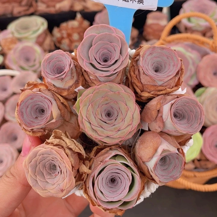 山地玫瑰41裸根发货不售后