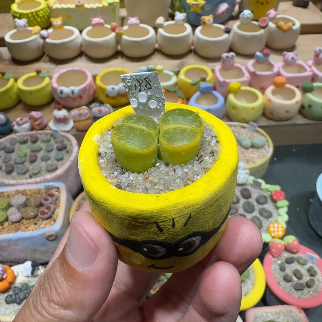 蘑菇1172绿紫薰多肉植物