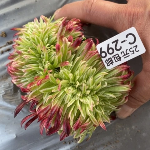 299金丝菊缀满28包邮多肉