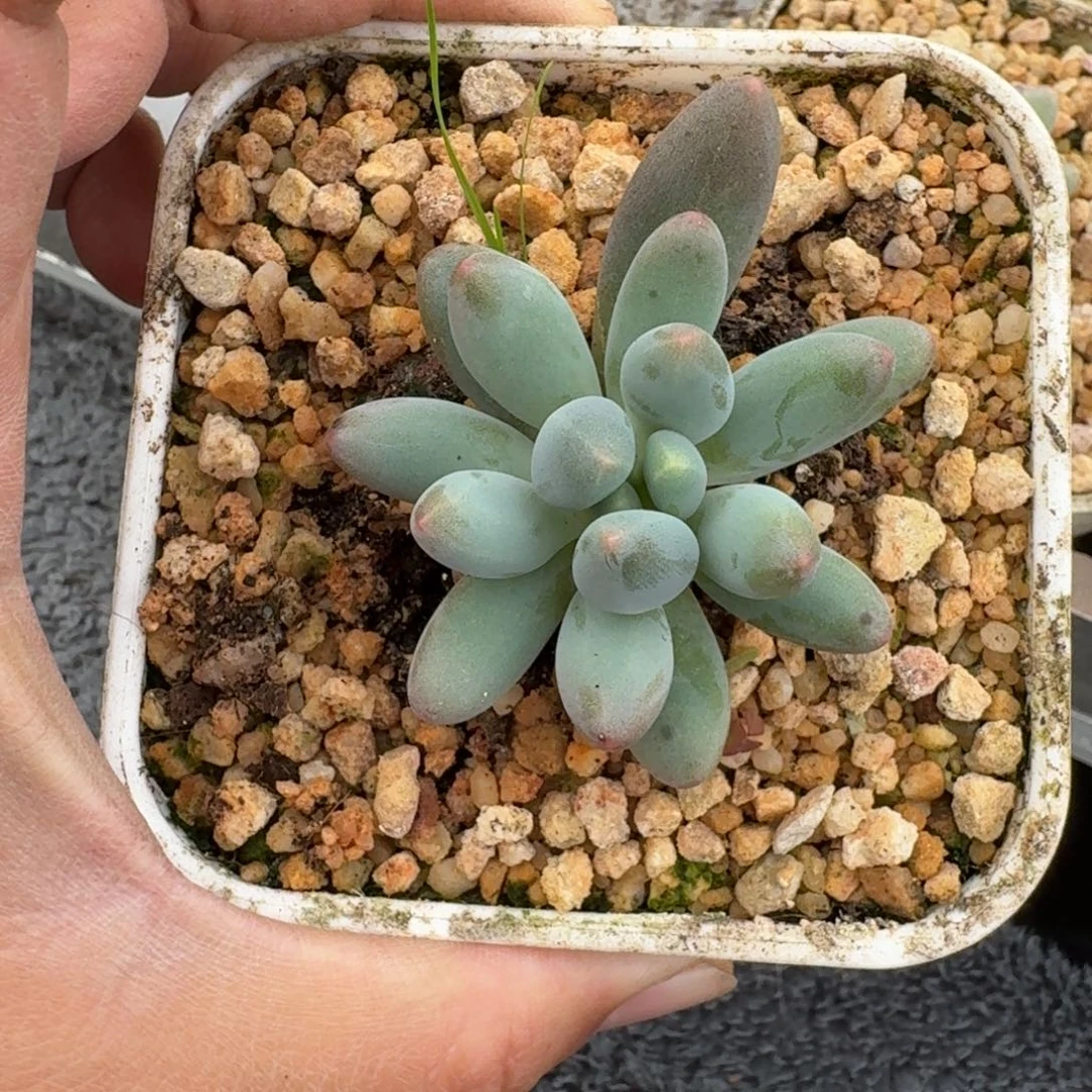 弗拉布 单头 一物一拍