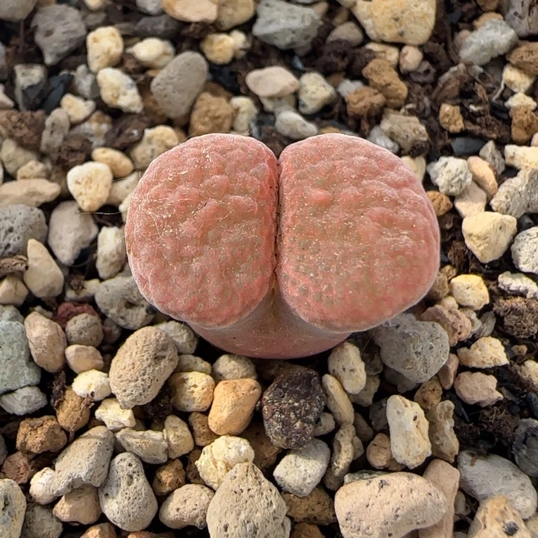 6-21-2-5当天满38包邮特选平窗雪花风铃1.5脱土