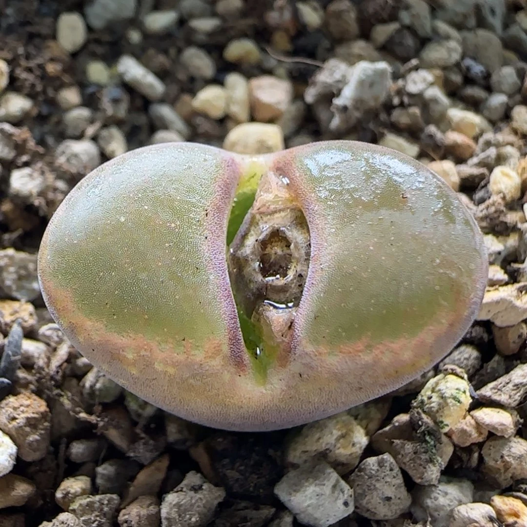 2-24-3-2当天满58包邮风铃母本2cm脱土