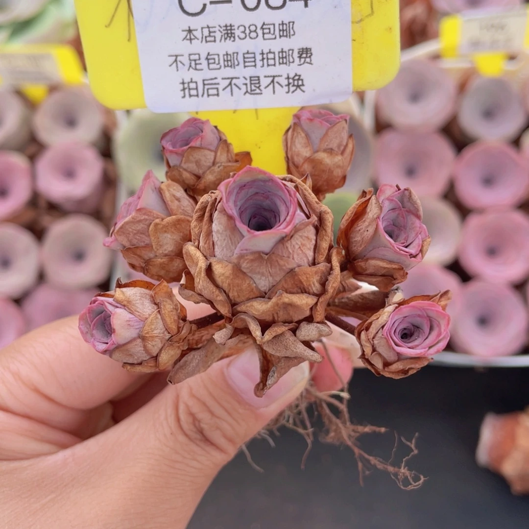 山地玫瑰C084满38包邮裸根发货
