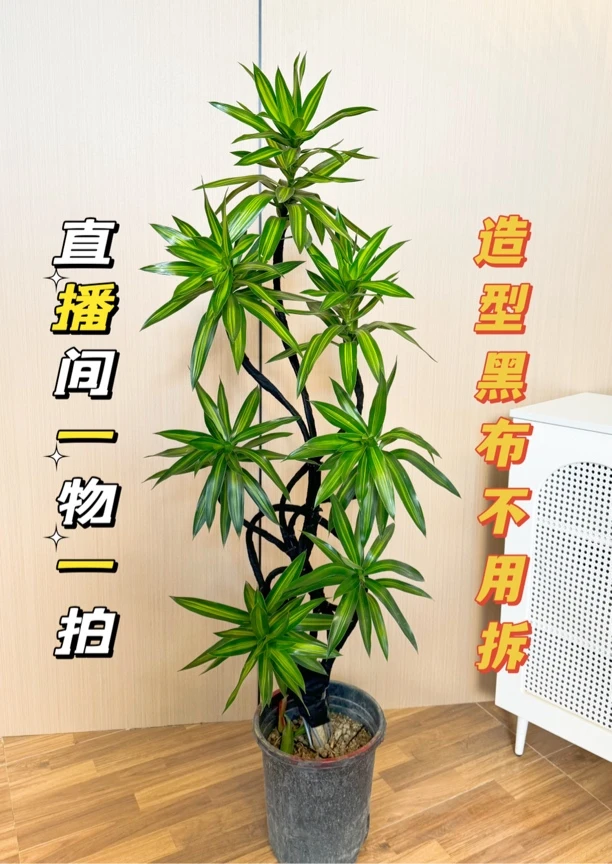 【福利款】吸甲醛网红轻奢金心百合竹客厅办公室净化空气大型植物